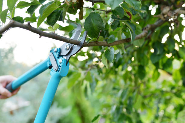 Tree Removal for Businesses in Cassville, WV